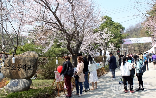 13일 천안시 북면 은석초등학교 일원에서 제7회 천안위례벚꽃축제가 막을 올려 14일까지 진행된다. 사진=최영민 기자