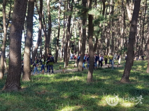 '국가산림문화자산'으로 지정된 서천 송림마을 솔바람 숲. 충남도 제공